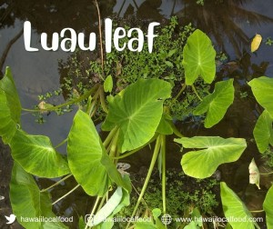 Where can I buy fresh Luau Leaf from a local farmer.