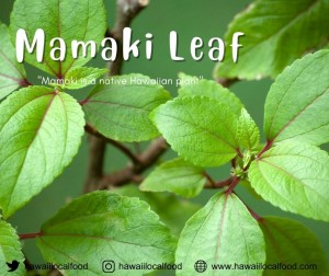 Where can I buy fresh Mamaki Leaf Plant from a local farmer.