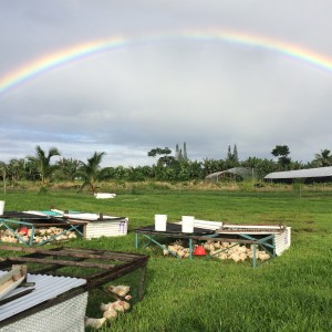 Punachicks Farm